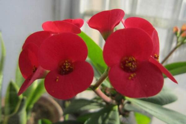 怎么讓虎刺梅開花，加強(qiáng)光照并保證養(yǎng)分充足