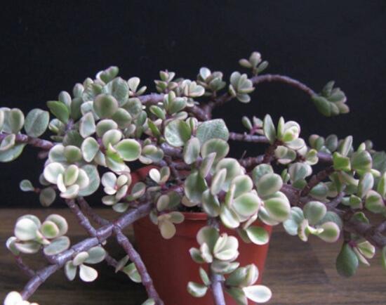 雅樂(lè)之舞夏天怎么養(yǎng)，主要注意做好遮陰降溫措施