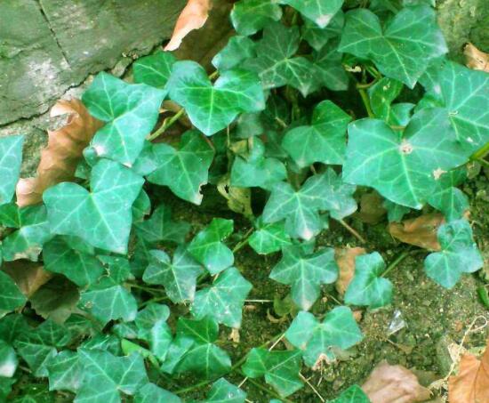 常春藤葉片干枯怎么辦，四種原因以及解決方法