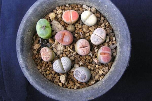 生石花夏天怎么養(yǎng)，生石花安全度夏秘訣