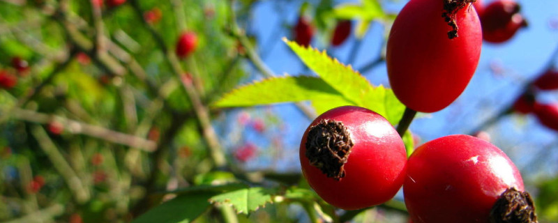 玫瑰花會(huì)結(jié)果子嗎