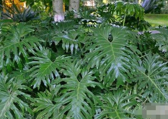 龜背竹晚上放臥室嗎，可以/凈化空氣、添福加壽、有利健康