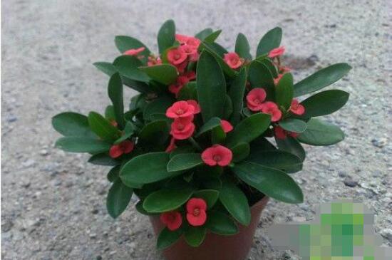 虎刺梅致癌嗎，長(zhǎng)期接觸導(dǎo)致人們身體細(xì)胞癌變