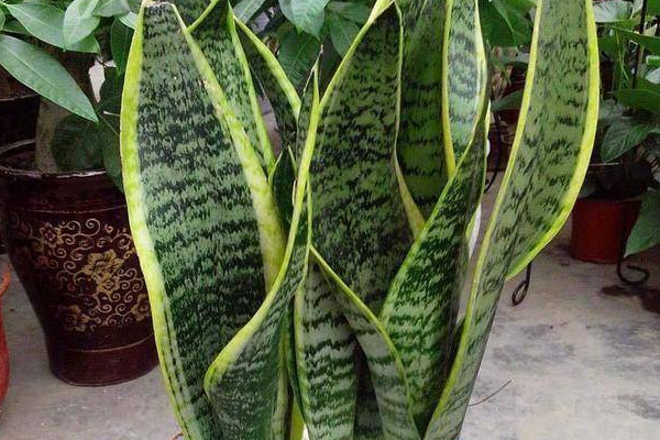 虎皮蘭冬季的養(yǎng)殖方法和注意事項(xiàng)