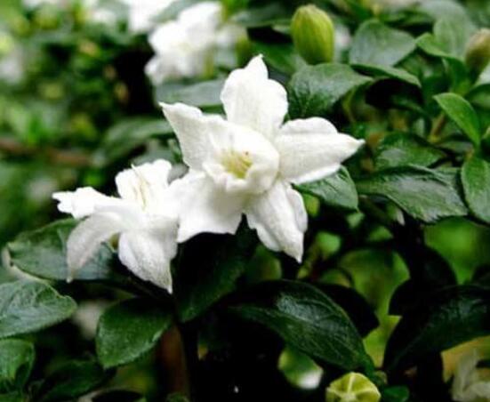 六月雪如何養(yǎng)，老農(nóng)總結(jié)最實用六大基本養(yǎng)殖方法