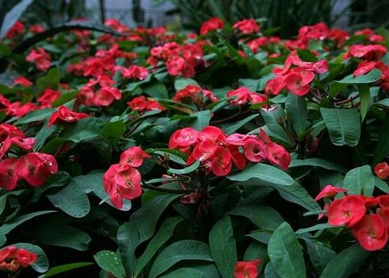 虎刺梅對人身體有害嗎，只需要注意避免接觸即可