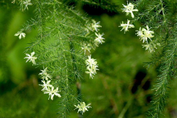 文竹為什么長(zhǎng)藤，正常生長(zhǎng)發(fā)育的過(guò)程