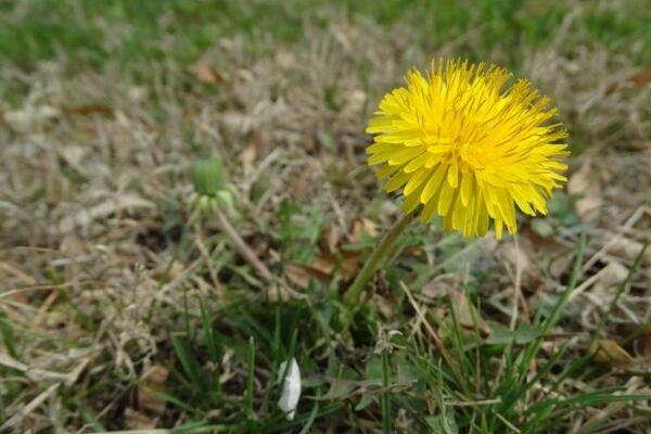 蒲公英采摘的最佳時(shí)間，8-9月采摘營(yíng)養(yǎng)價(jià)值最高