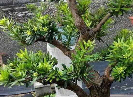 羅漢松施肥技巧，只需要五個步驟養(yǎng)的郁郁蔥蔥