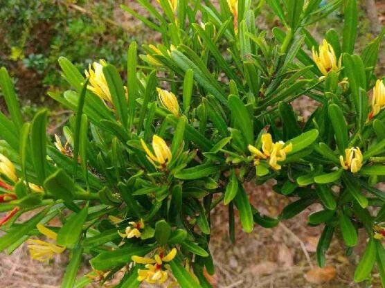 羅漢松品種，盤點(diǎn)羅漢松最珍貴的五大品種