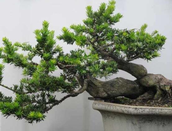 羅漢松種在什么位置好，盤點最佳三個方位(兩儀/三才/四象)