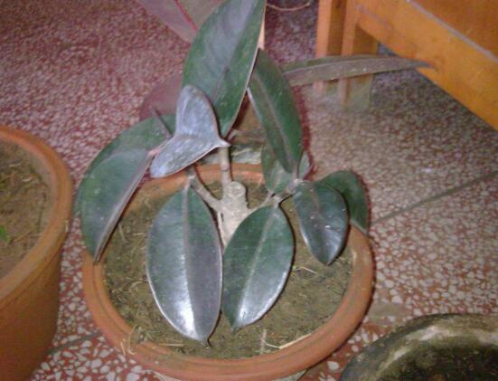 橡皮樹的扦插方法，做好四大步驟成活率百分百