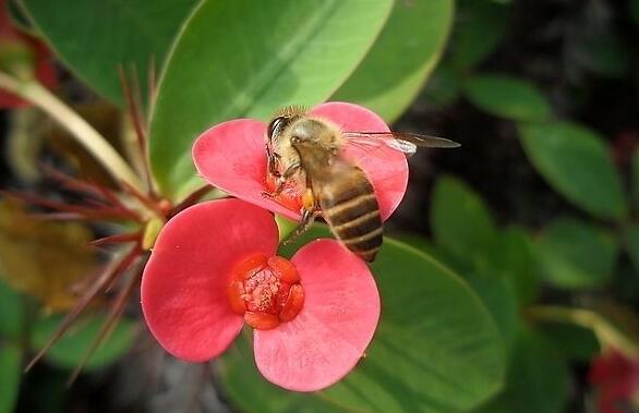 盆栽虎刺梅的養(yǎng)殖方法，施肥澆水頭頭要顧到