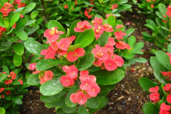 虎刺梅怎么養(yǎng)怎么配土，使用疏松肥沃、通透性較強的土壤