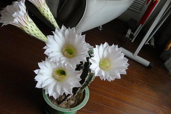 仙人球花和曇花的區(qū)別，顏色、大小、花瓣都可以進行區(qū)分