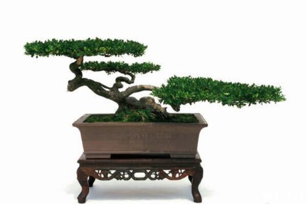 六月雪怎樣提根，六月雪盆景提跟技巧介紹