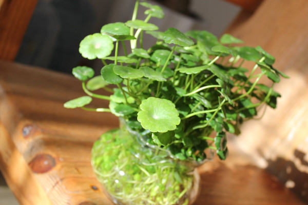 銅錢(qián)草蔫了怎么回事