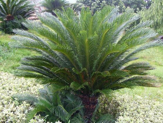 鐵樹有幾種，細數(shù)最好看的六大品種