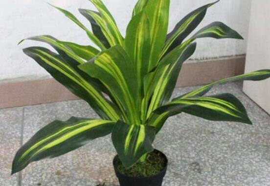 欣賞好看的萬(wàn)年青圖片，枝葉青翠、紅如珊瑚、艷似瑪瑙