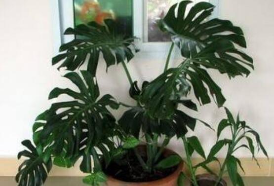 龜背竹怎么固定造型，龜體造型最受人們歡迎(美觀)