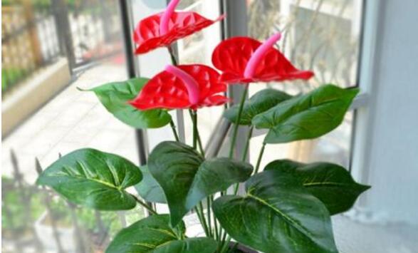 紅掌的催花方法，加強日常管理（溫度、光照、通風(fēng)、肥水）