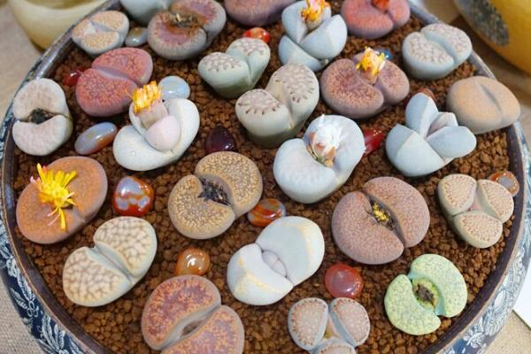 生石花怎么施肥，生石花施肥四大要點(diǎn)介紹