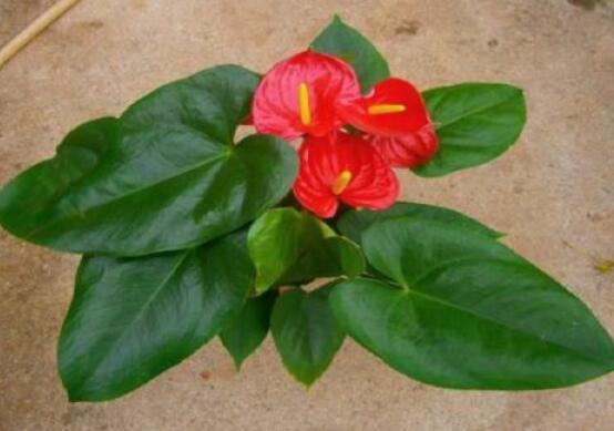 紅掌怎么養(yǎng)才能開花，只需要做好六點花開茂盛