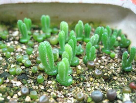 碧光環(huán)多肉怎么養(yǎng)，注意土壤透氣性、控水控溫度