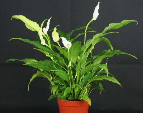 盆栽一帆風順怎么養(yǎng)，教你八個方法便可爆盆