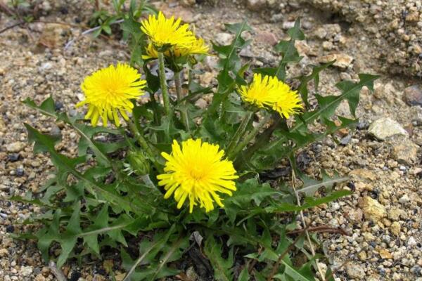 蒲公英可以生吃嗎，既能生吃也能泡水