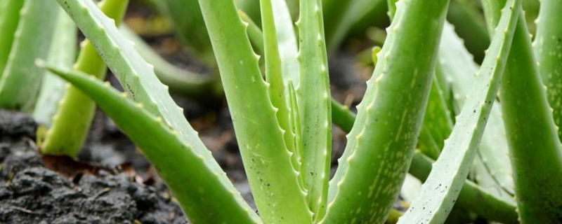 蘆薈小苗怎么養(yǎng)