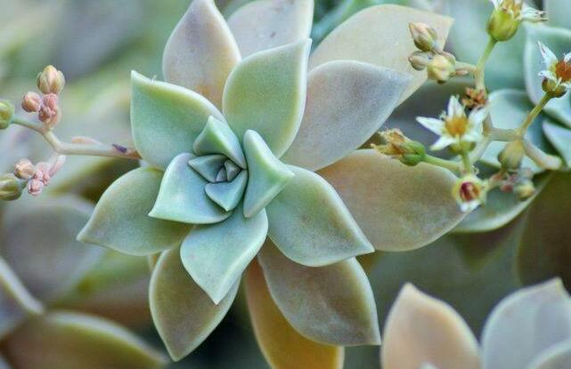 如何養(yǎng)寶石花，寶石花的四季養(yǎng)護(hù)方法介紹