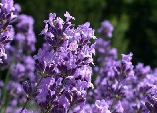 薰衣草施什么肥好，薰衣草施肥方法