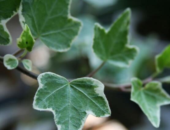 爬山虎和常春藤怎么區(qū)分，盤點(diǎn)三種區(qū)別方法(屬性/株型/生長習(xí)性)