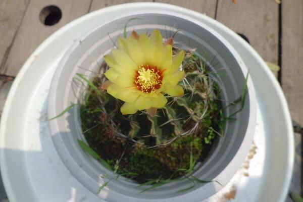 如何養(yǎng)好仙人球，做好以下5點最為關(guān)鍵