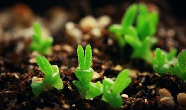 碧光環(huán)怎么繁殖，分播種和扦插兩種方法