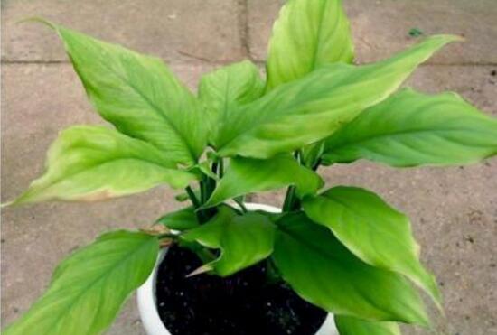 大葉萬年青有毒嗎，誤食會導(dǎo)致聲帶嘶啞、失明