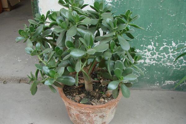 燕子掌怎么澆水，燕子掌四季澆水要點(diǎn)