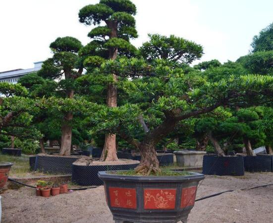 羅漢松寓意是什么，意著招財進寶、長壽吉祥(美好)