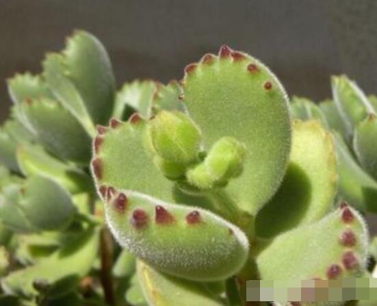 熊童子長黑斑了怎么辦，教你兩種最常見解決辦法(蟲害與病害)