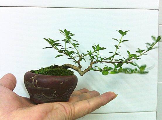 提根六月雪怎么養(yǎng)好，教你六個步驟造型更加美觀