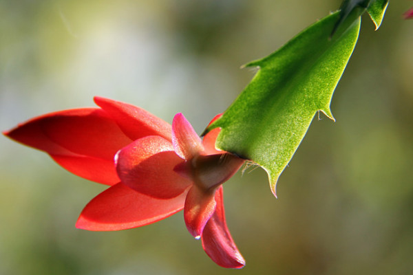 蟹爪蘭怎么不開(kāi)花