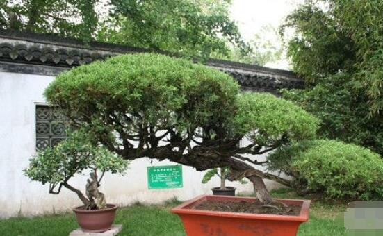 羅漢松造型最佳時(shí)間，每年7-8月份最好(生長(zhǎng)旺盛期)