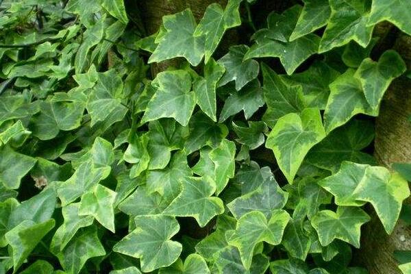 常春藤怎么養(yǎng)葉子綠，常春藤養(yǎng)殖5大要點