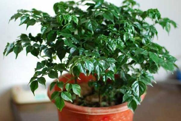 幸福樹葉尖發(fā)黑掉葉子，主要是這幾種原因造成的