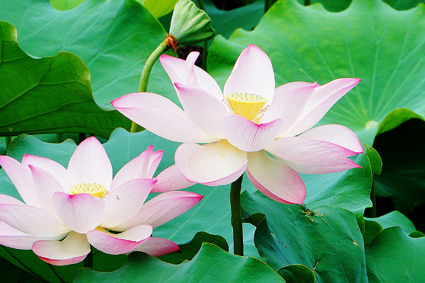 荷花有沒(méi)有香味