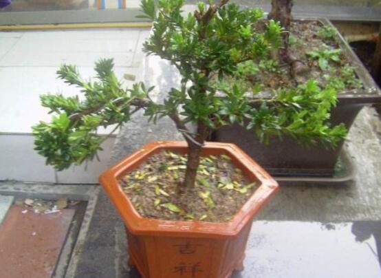 羅漢松盆景怎么養(yǎng)，老農(nóng)總結(jié)八大養(yǎng)殖方法