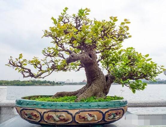 九里香盆景的養(yǎng)殖方法，做好七個(gè)基本養(yǎng)殖要點(diǎn)滿盆花香