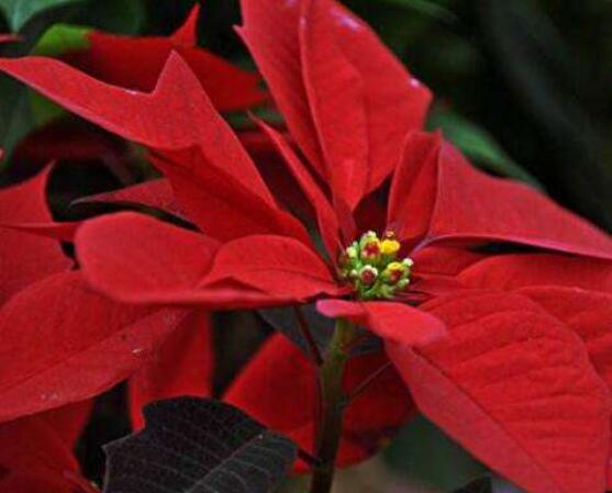 一品紅如何剪枝，春夏季節(jié)修剪最好(兩次摘心)