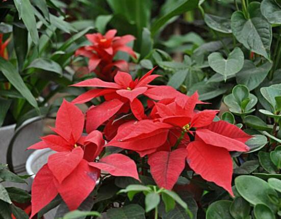 一品紅如何剪枝，春夏季節(jié)修剪最好(兩次摘心)